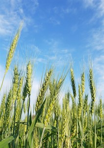 wheat - wheat crop in Pakistan