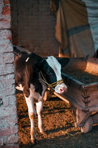 Calf in a village 