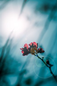 A beautiful natural paper flower Bougainvillea glabra in sunlight 